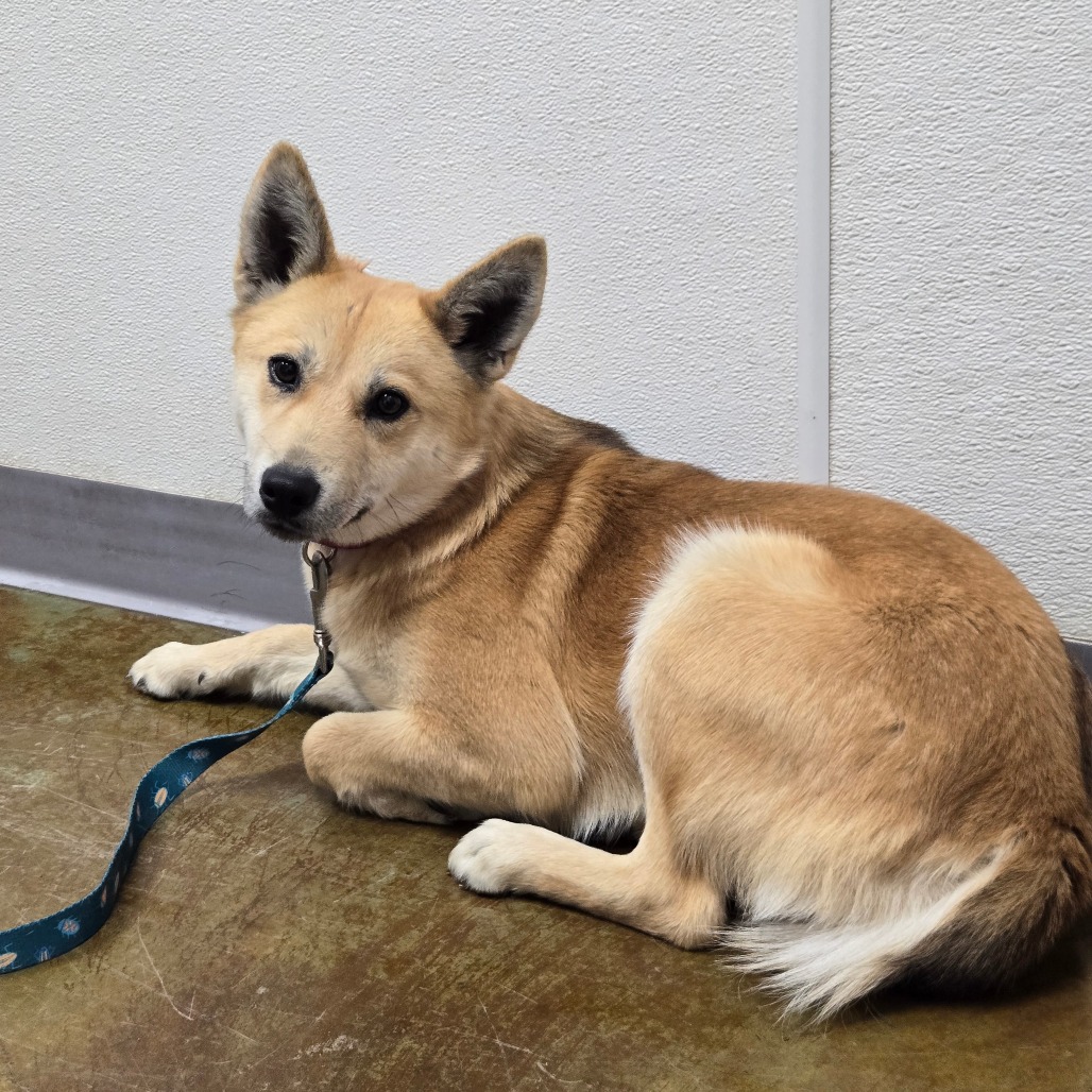 Cherry Bell — thumbnail 2