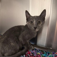 CHEYENNE - Domestic Shorthair available for adoption