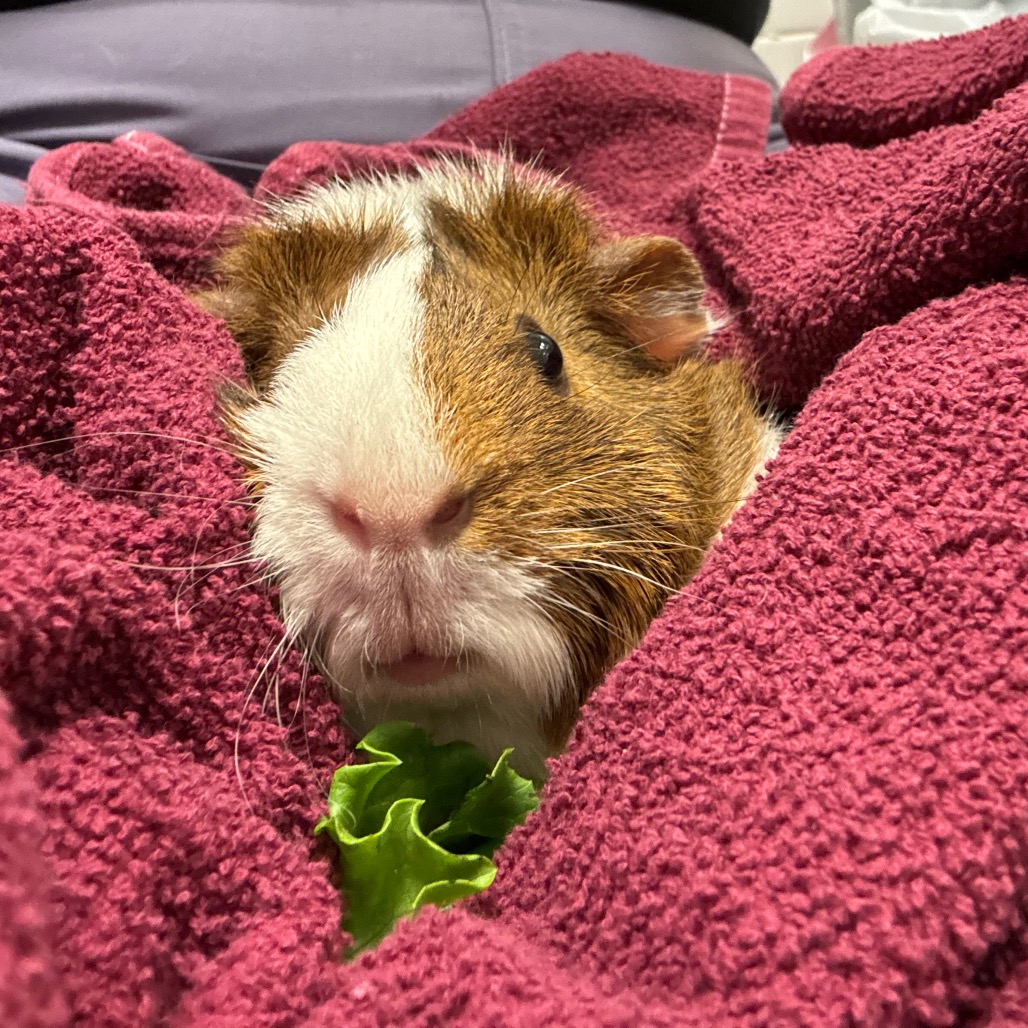 Photo of Olive (& Potato) 7