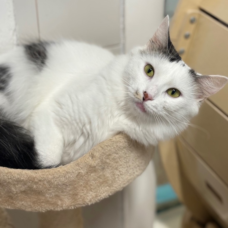 Close-up photo of Velma