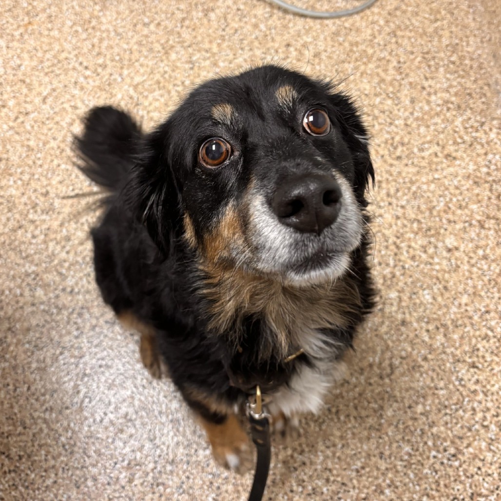 Zuri: Female 77 Shepherd, Australian