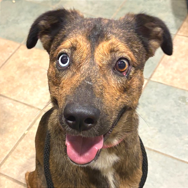 Stellaluna — thumbnail 7