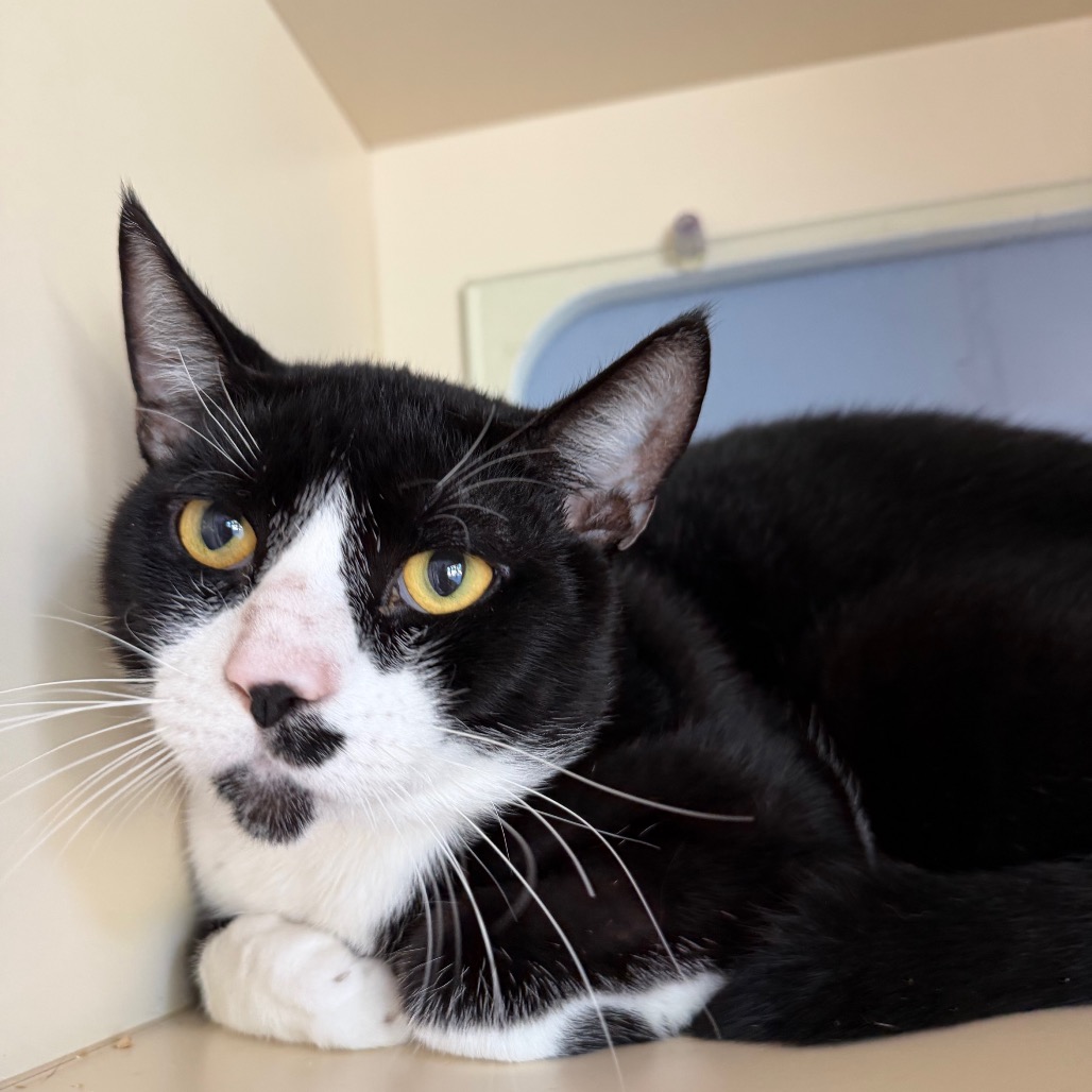 ROYAL - Domestic Shorthair available for adoption