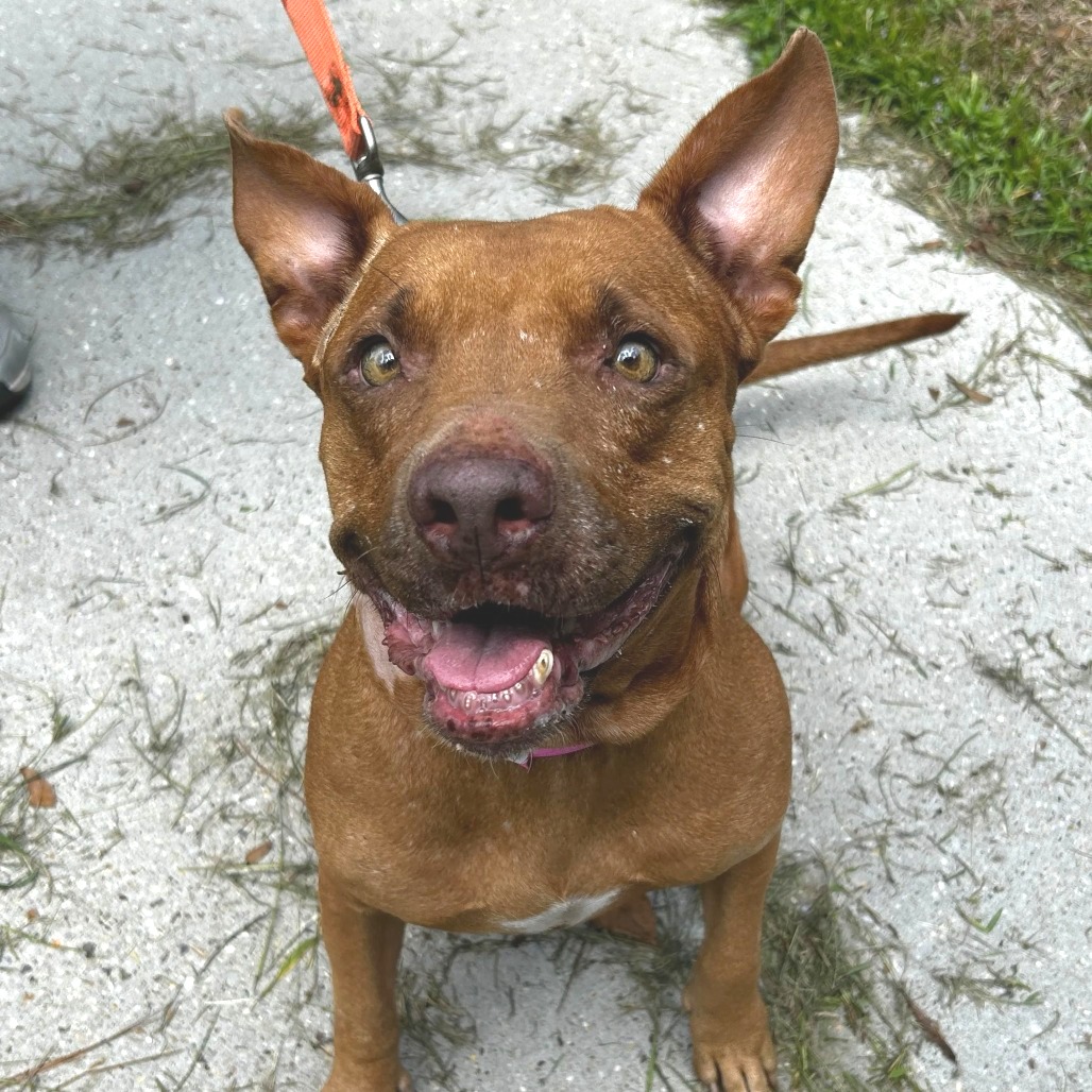 FANCY - Terrier, American Staffordshire / Mix for adoption in Hattiesburg
