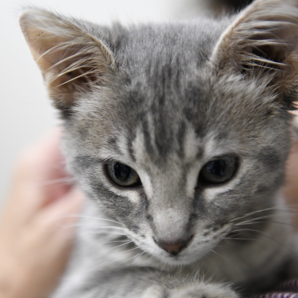 Annie - Domestic Shorthair
