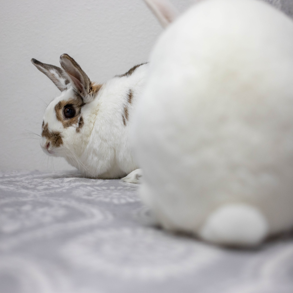 Ms. Peep (bonded to Camilo), photo 21