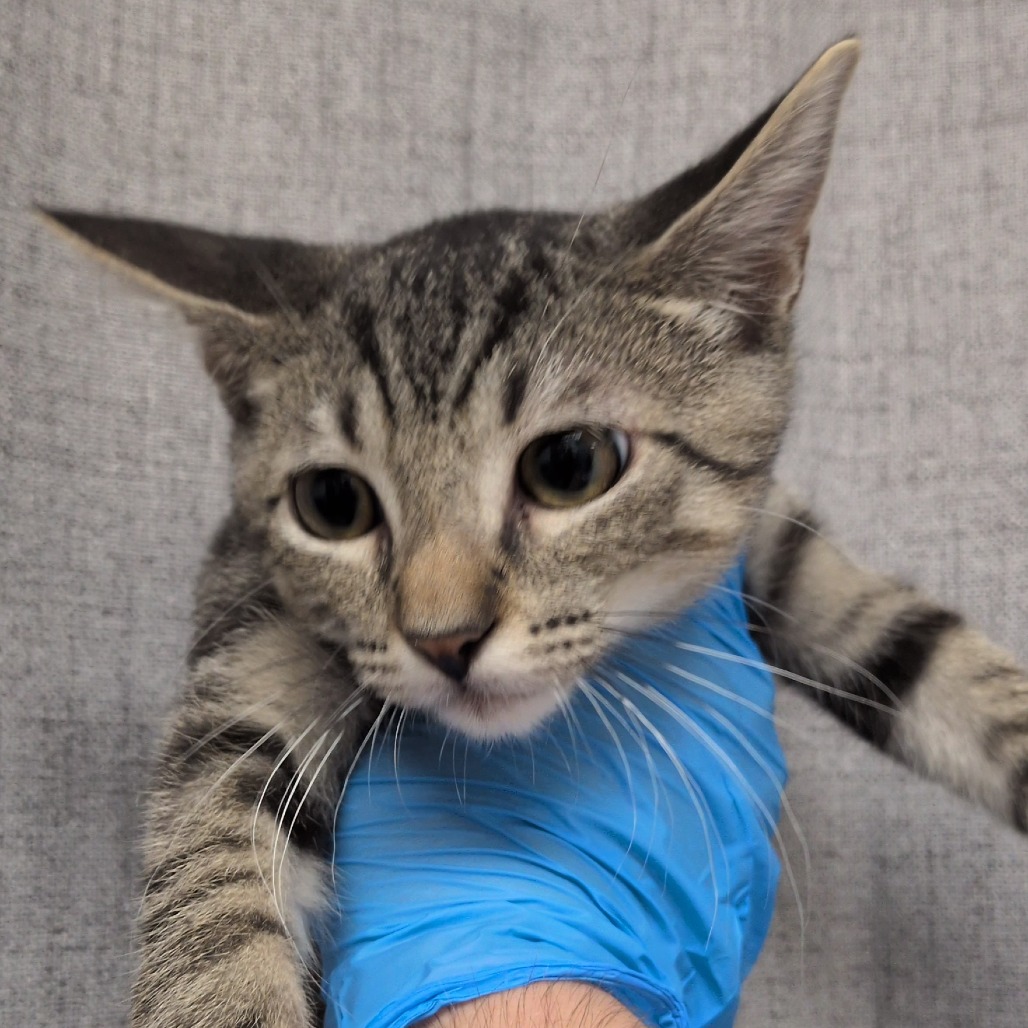 SUGAR - Domestic Shorthair / Mix for adoption in Hattiesburg