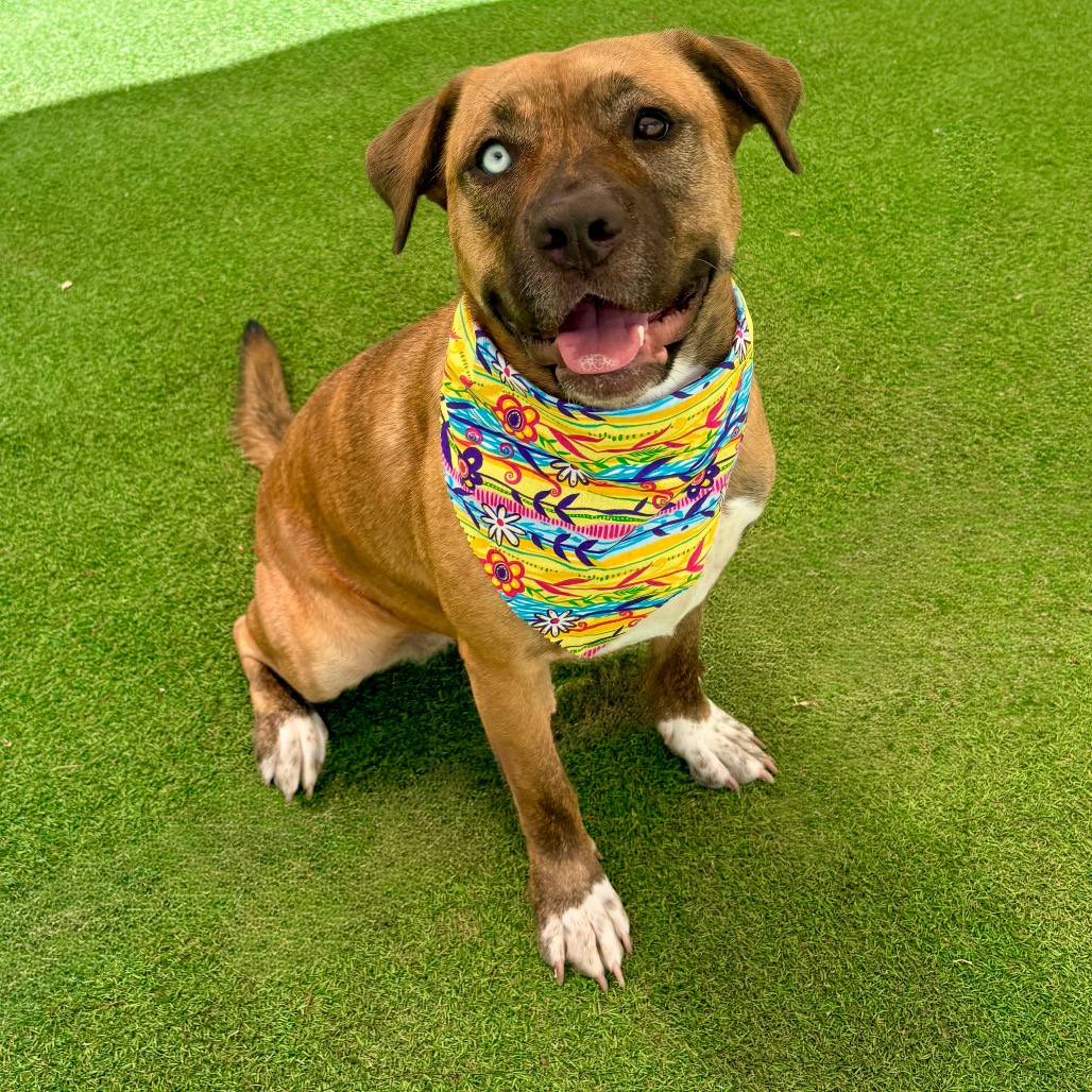 LUNA - PAWS - Mixed Breed (Medium) for adoption in Las Cruces
