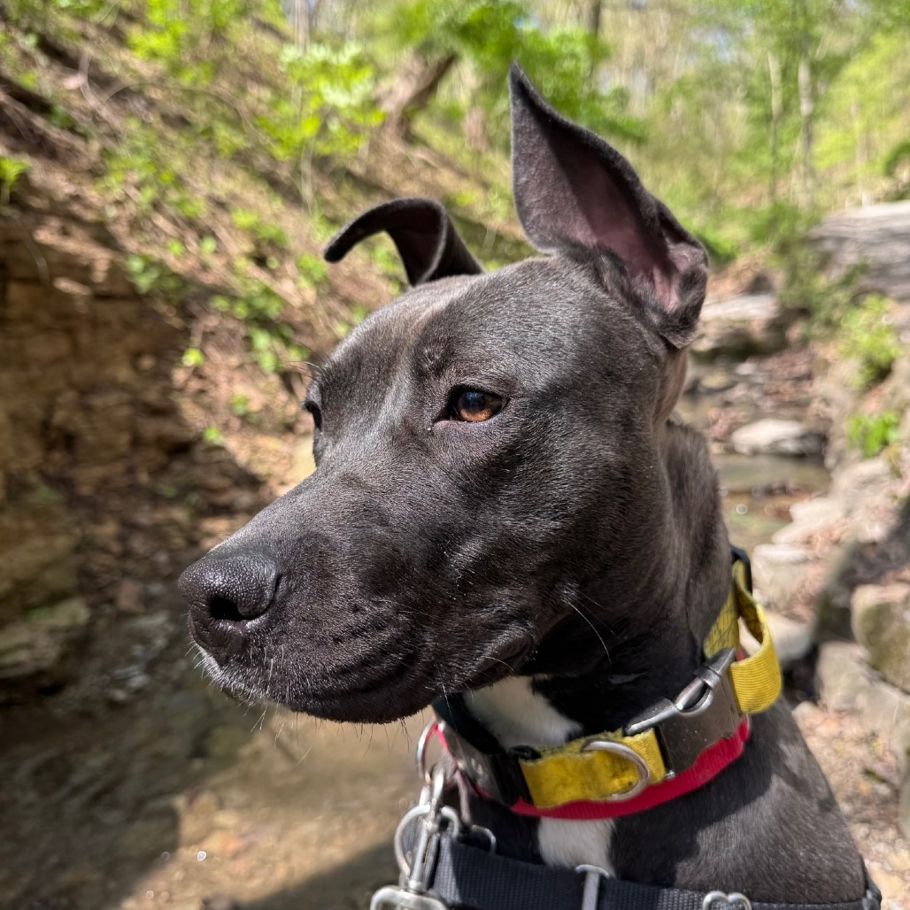 Photo of Witch Hazel 21