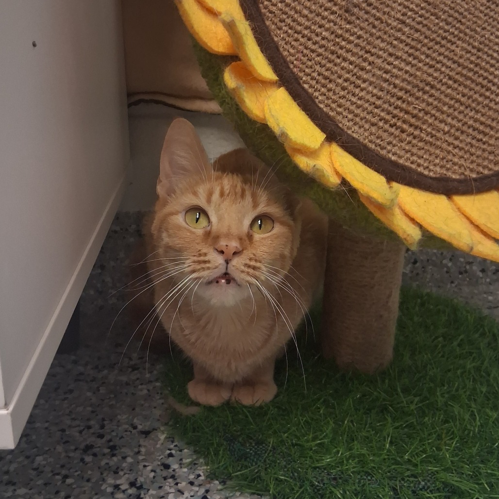 TAMARIND - Domestic Shorthair available for adoption