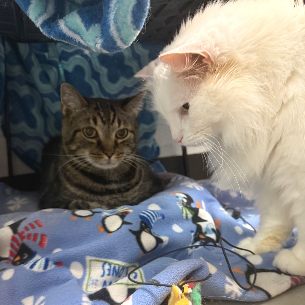 Photo of Casper (and Toby!) 11