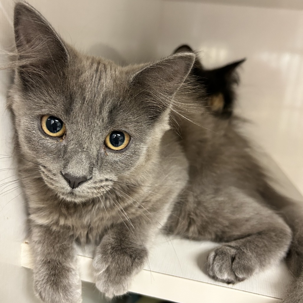 Meenie - Domestic Longhair