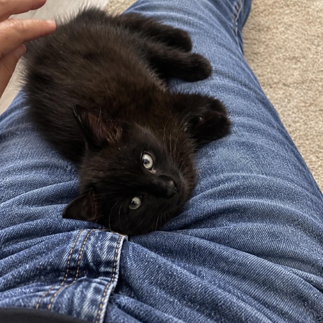Brick, an adoptable cat