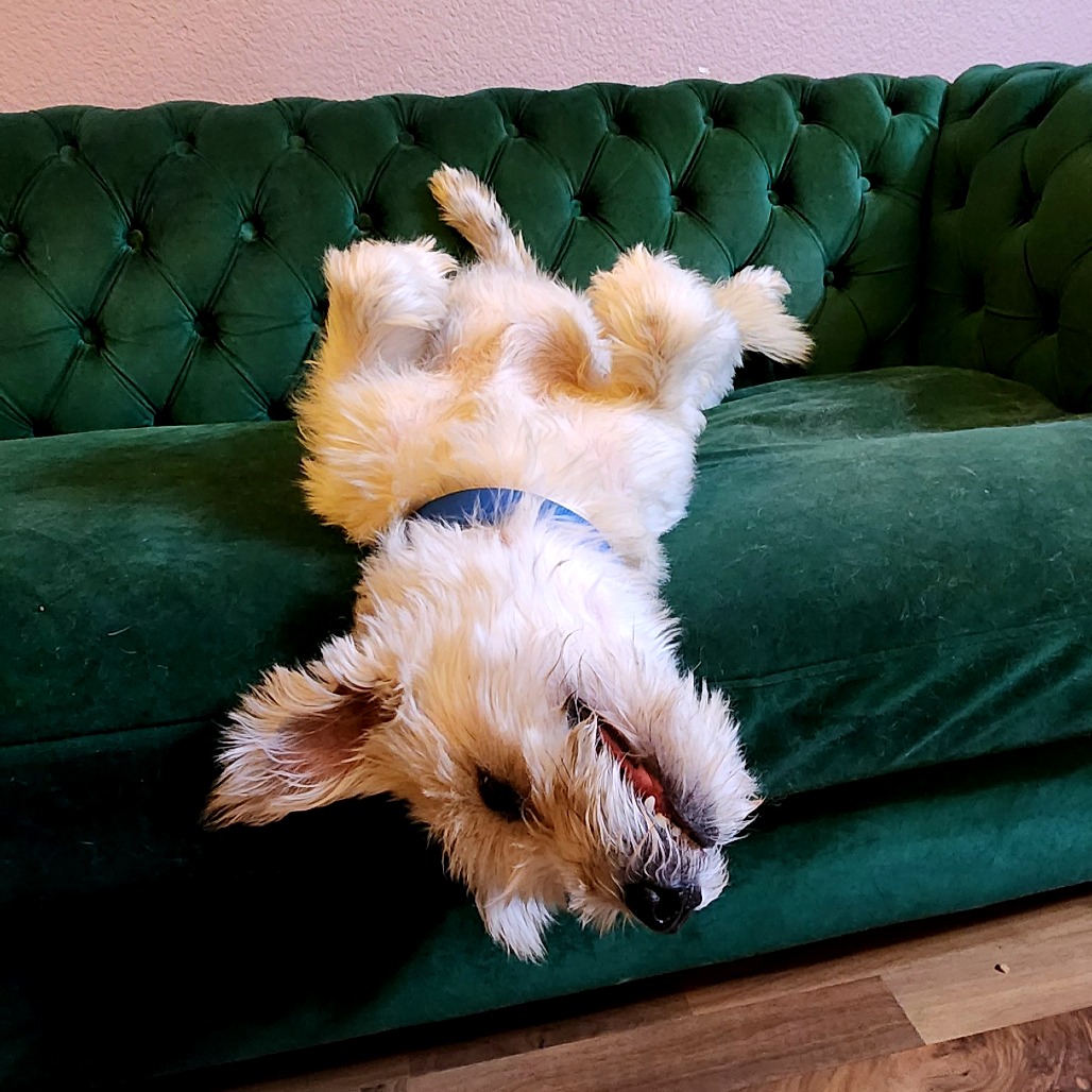 Scrappy, additional photo