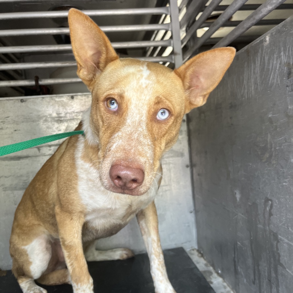 BUBBLE - Shepherd / Mix available for adoption