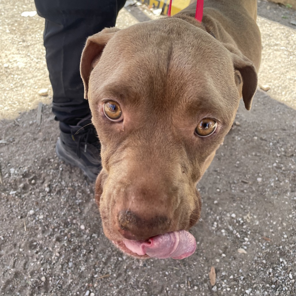 Princess Buttercup — thumbnail 8