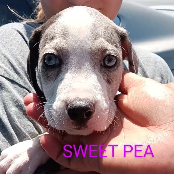 Photo of Sweet Pea (Libra)