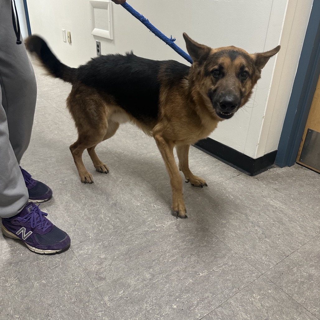 Otis — thumbnail 2