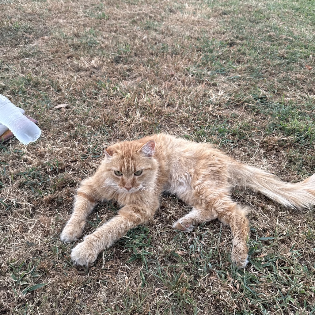 Ginger