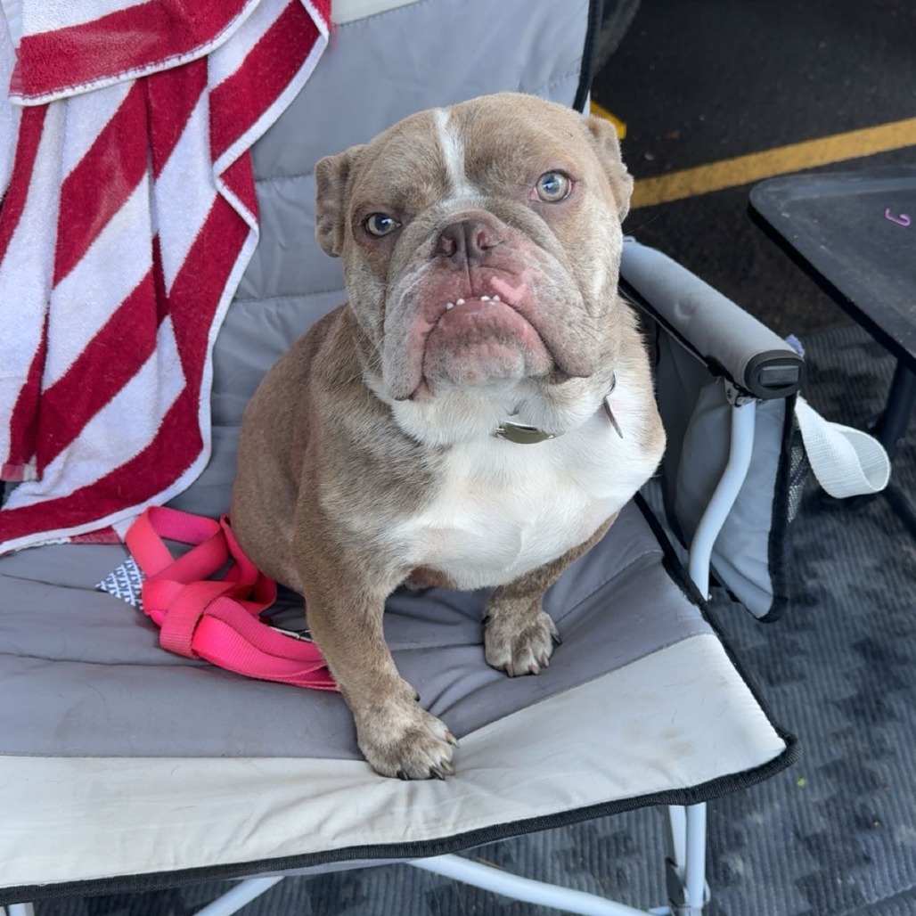 Arlo