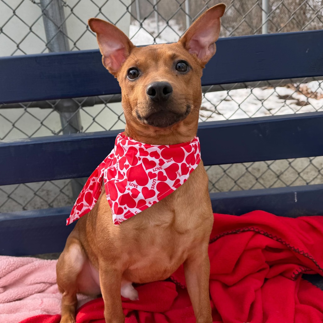 BROWNIE - Mixed Breed (Small) for adoption in Dayton