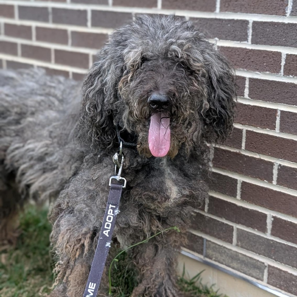 BAXTER - Poodle / Standard available for adoption