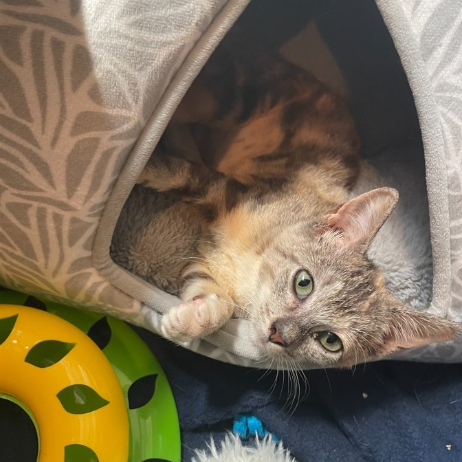 SHORTBREAD - Domestic Shorthair available for adoption