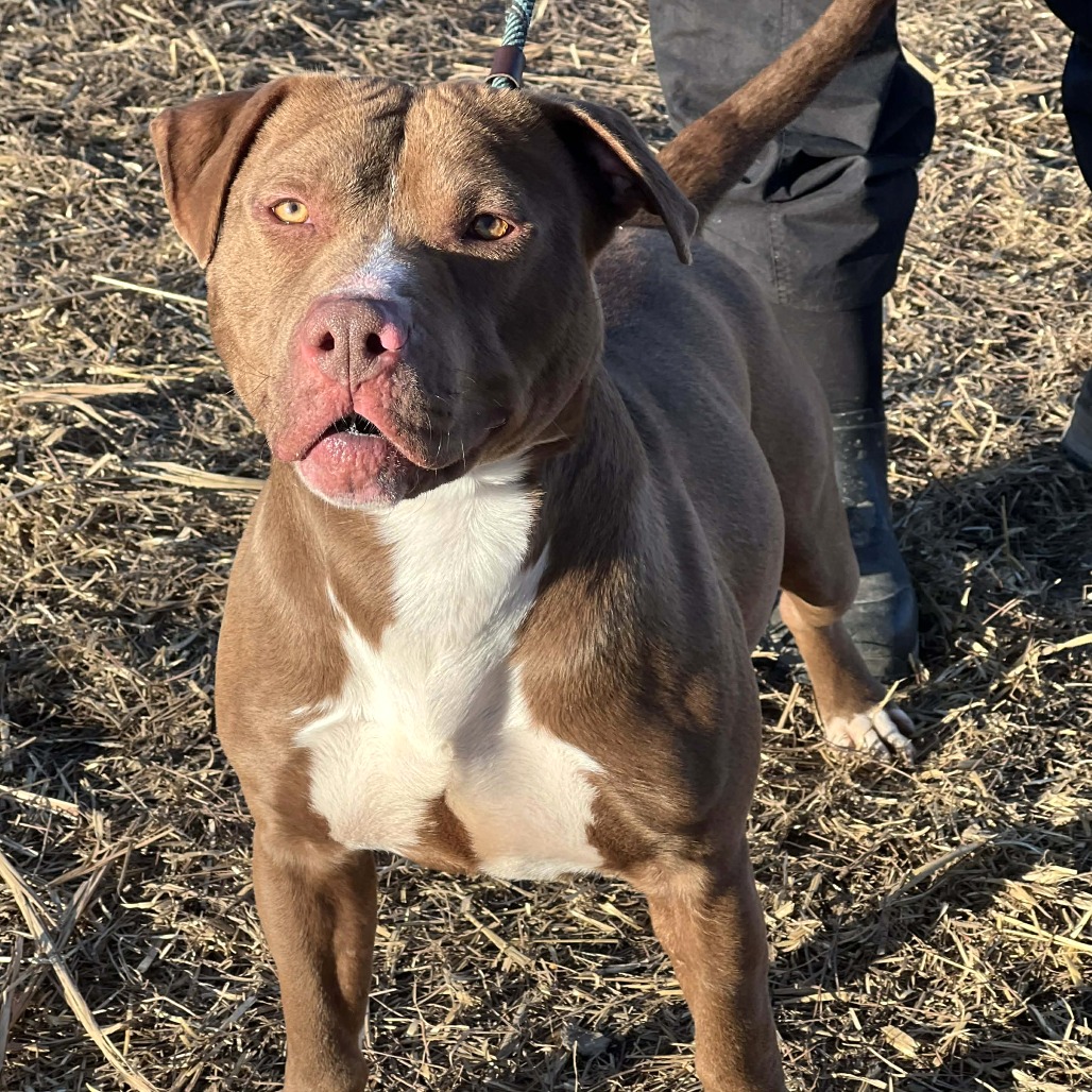 Dozer — thumbnail 3