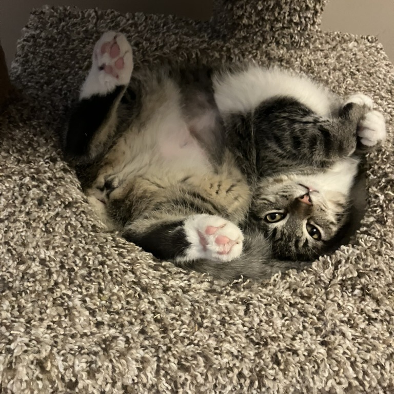 Asteroid — thumbnail 4