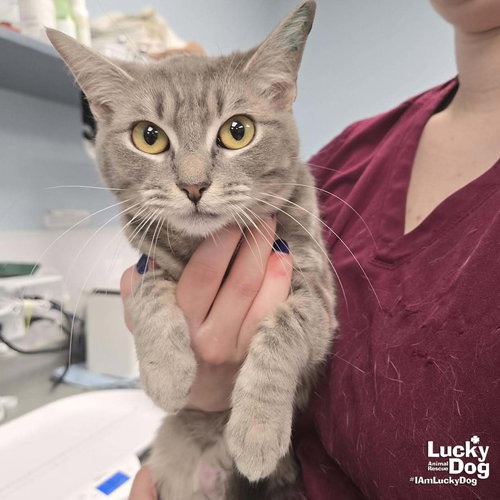 STORM - Domestic Shorthair available for adoption