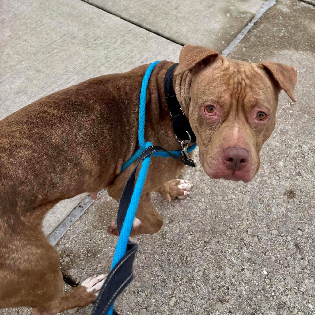 Sheila — thumbnail 3