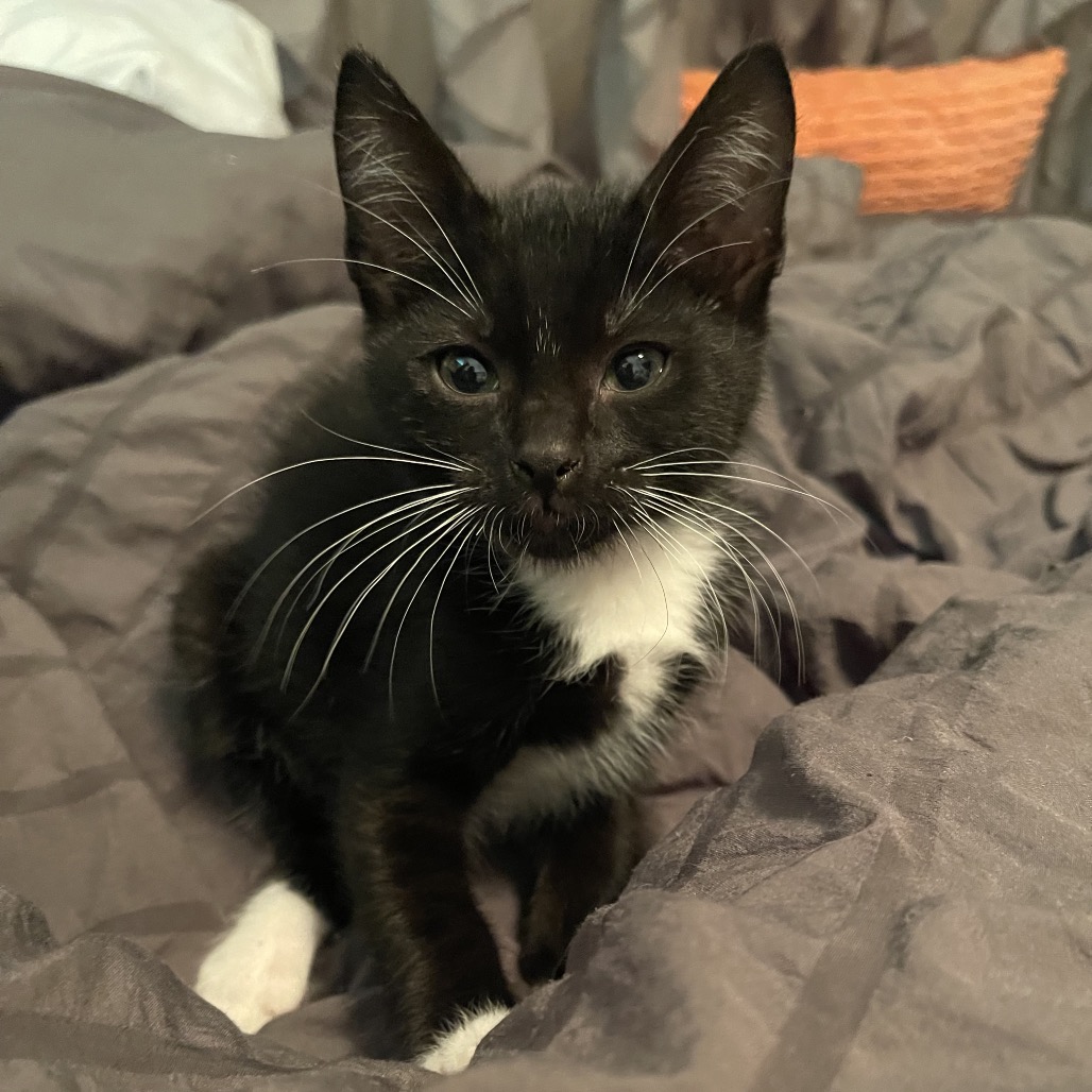 Newbie J1 -- Help Us Name This Newbie! Image