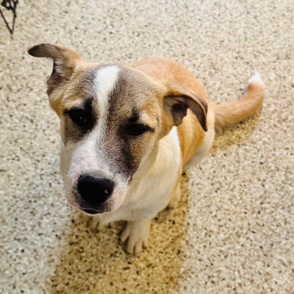 Creole — thumbnail 2