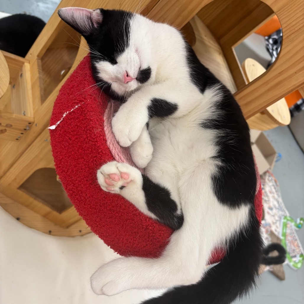 Butch -playful boy!, an adoptable cat