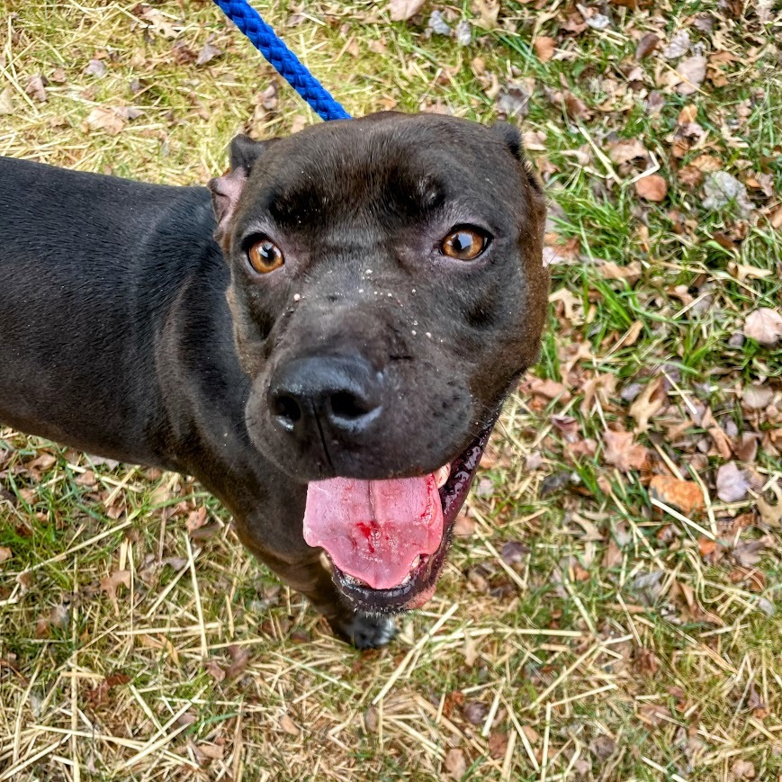 Willow — thumbnail 5