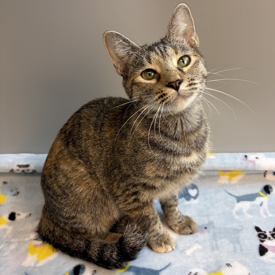 MARMALADE - Domestic Shorthair available for adoption