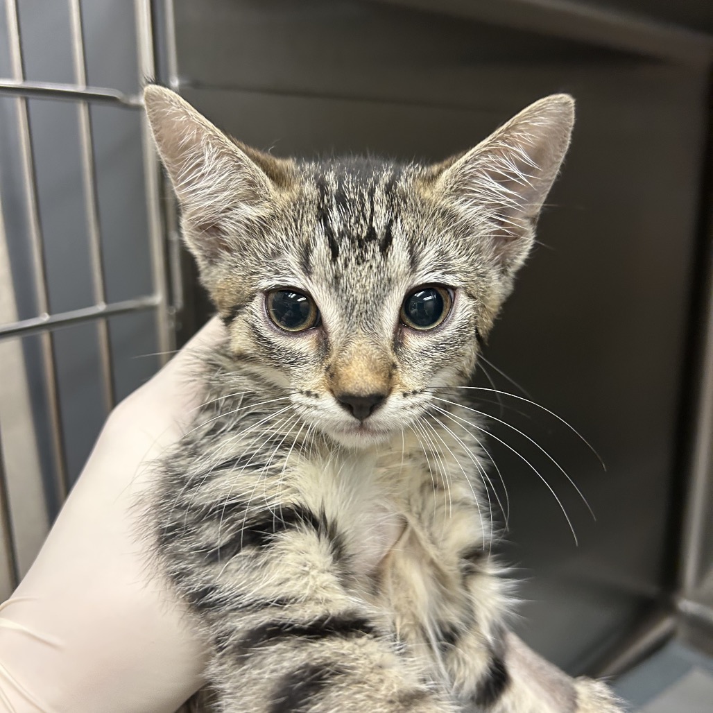 ARNOLD - Domestic Shorthair available for adoption