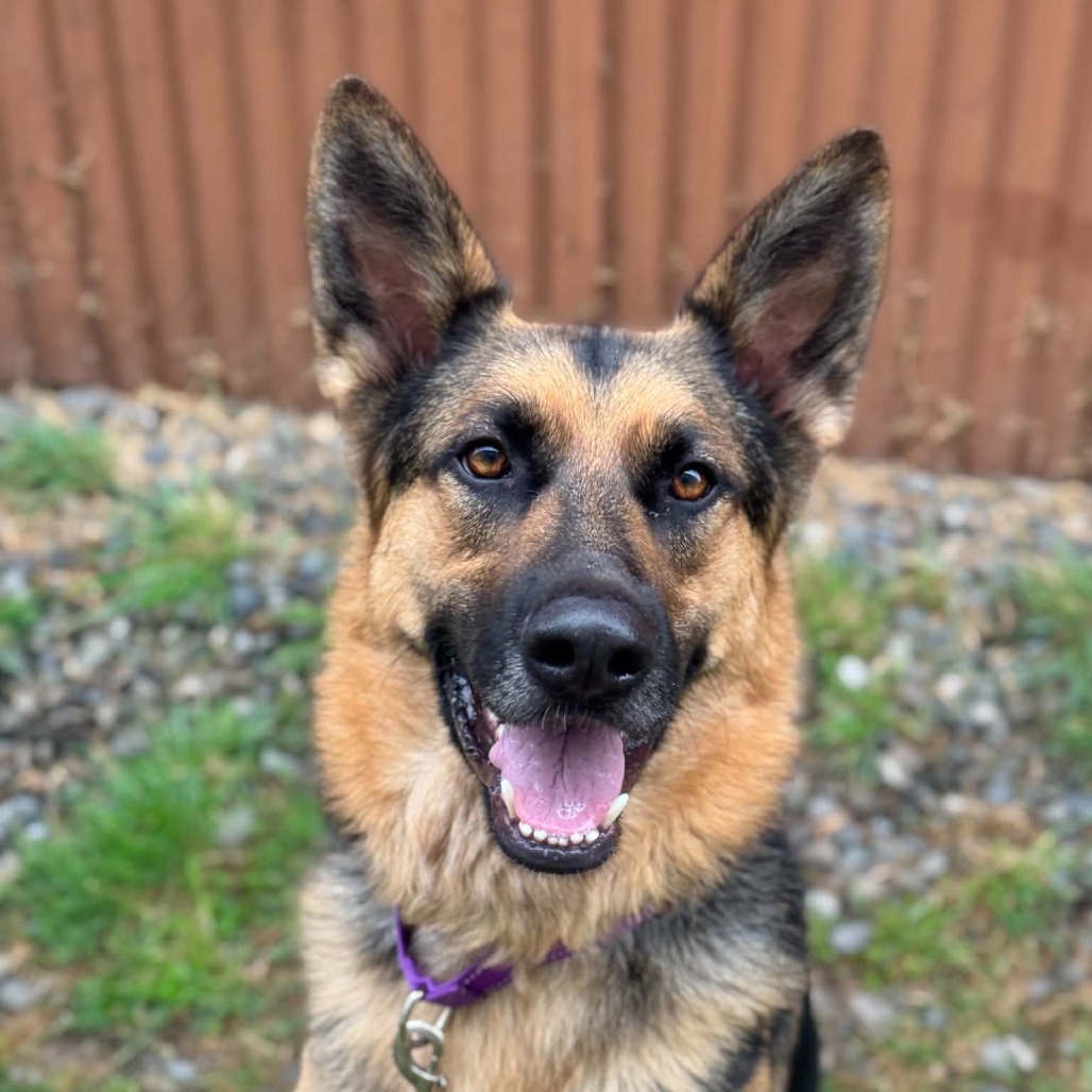 German Shepherd