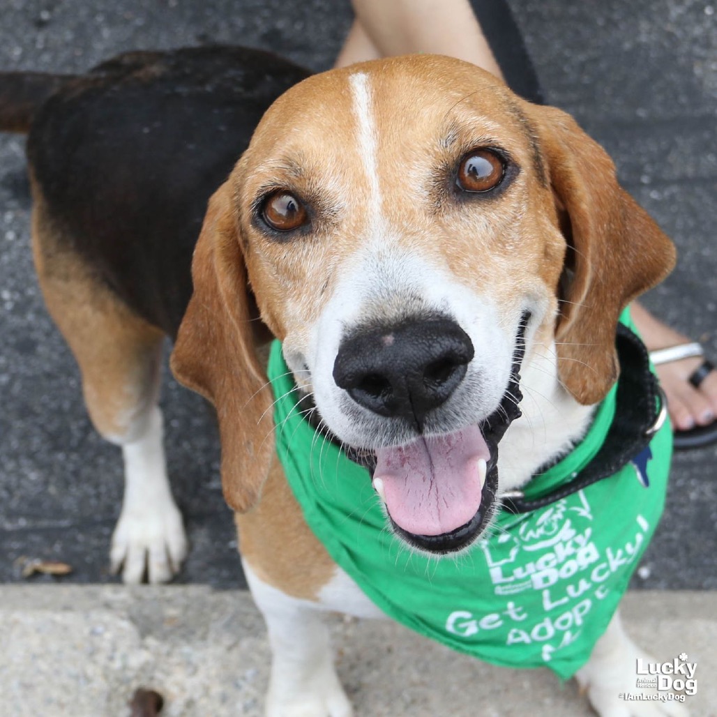 EARL - Beagle available for adoption