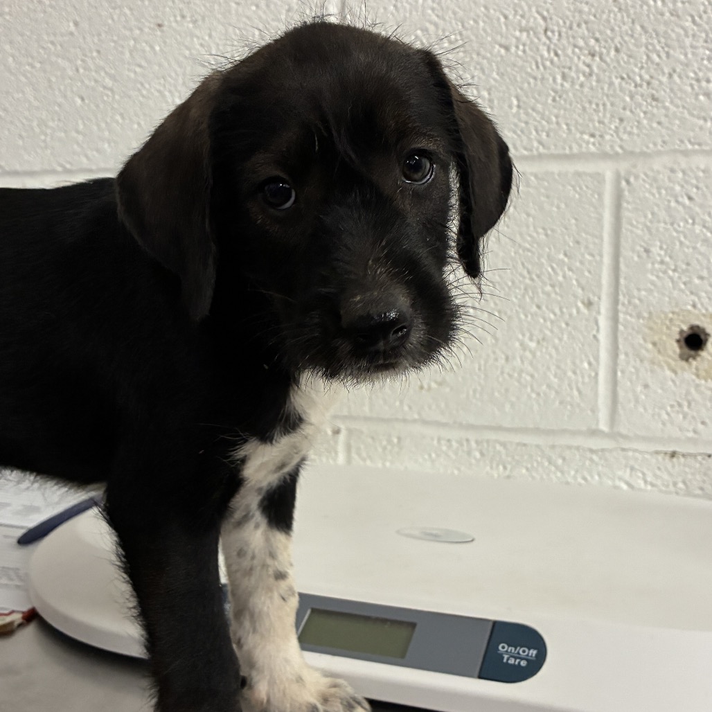 CHOCOCAT - Shepherd / Husky available for adoption