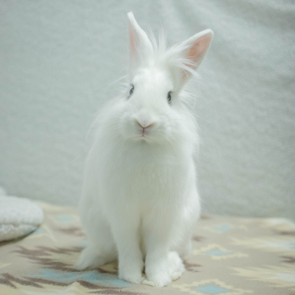 Penny (bonded to Chowder), photo 4