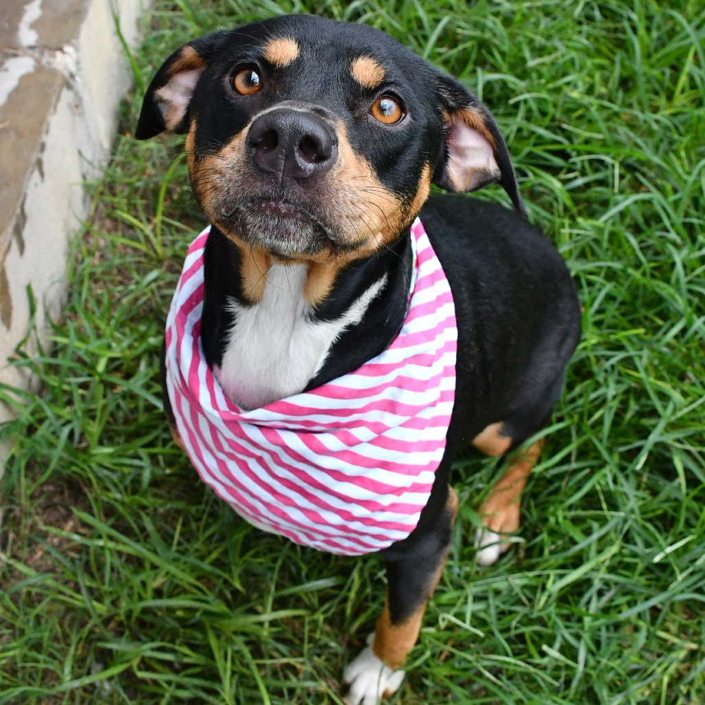 MOLLY - Terrier / Pit Bull available for adoption