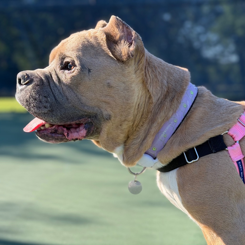 Dink, photo 25