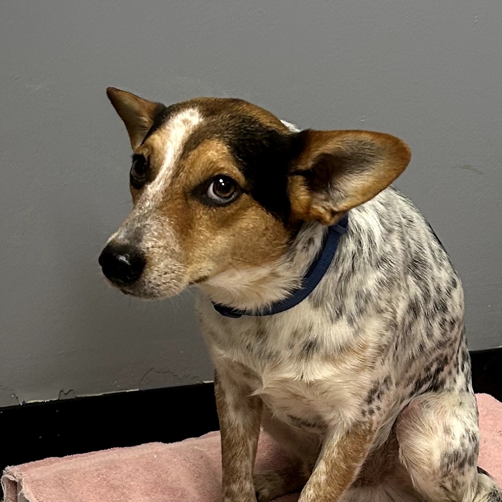 Terrier
