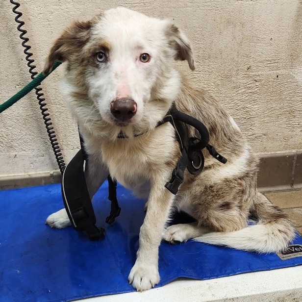 Australian Shepherd