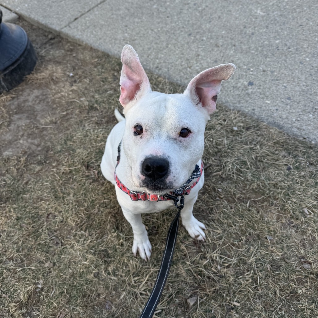 Frosty — thumbnail 5