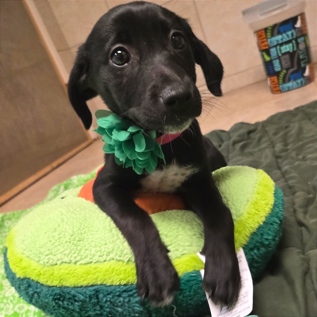 Schnitzel — thumbnail 6