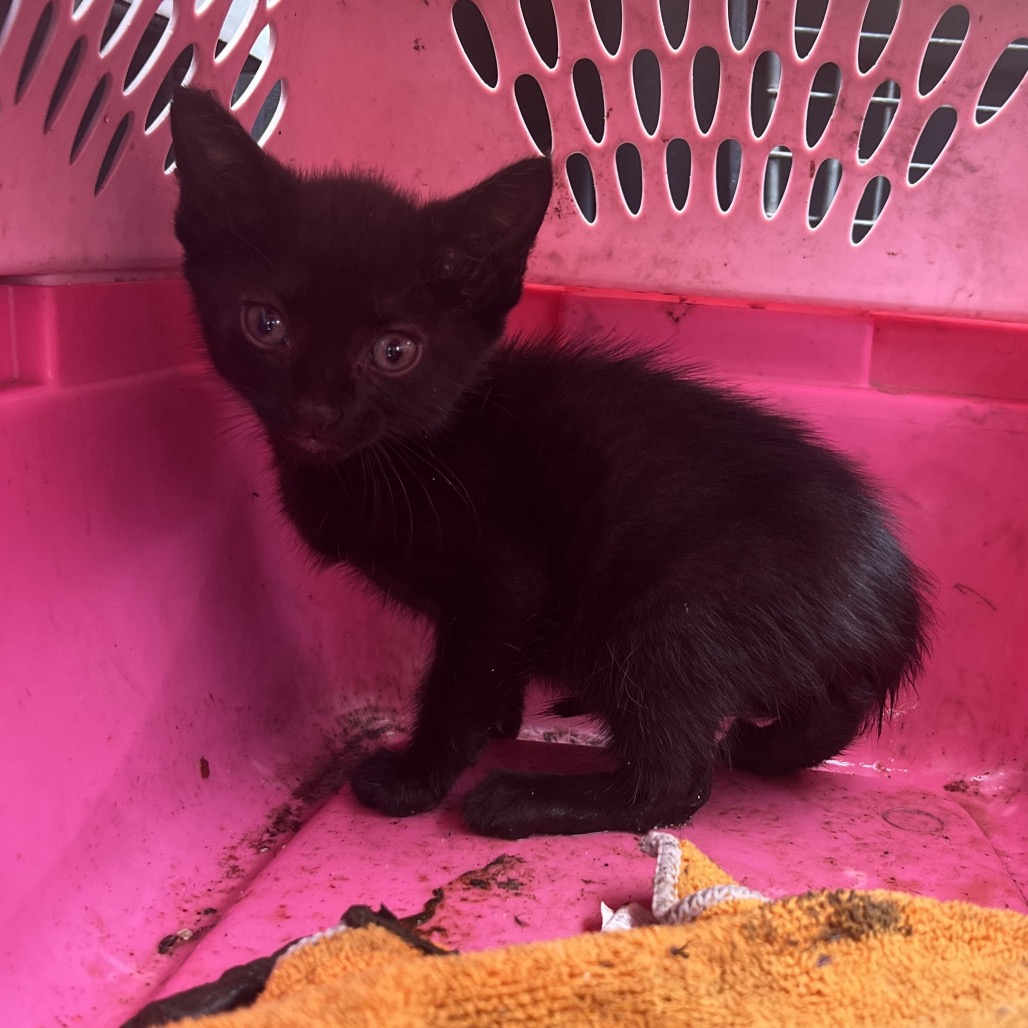 Swartz , an adoptable cat at SPCA-BC