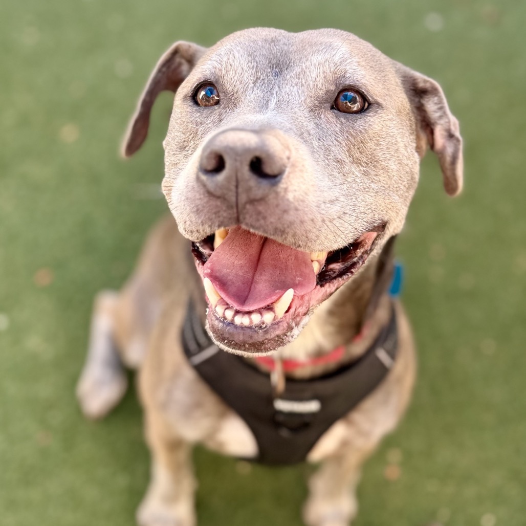 Another portrait of Homer