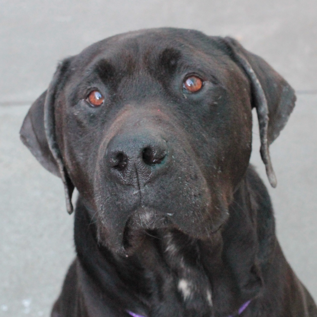 Finnegan — thumbnail 3